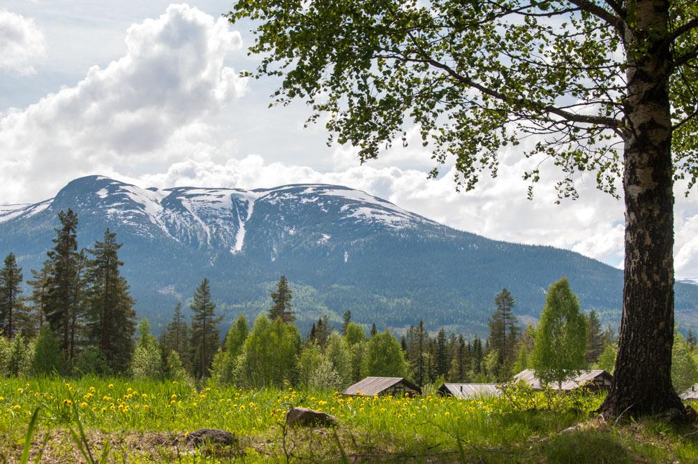 DHARMA MOUNTAIN I HEDAL 